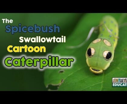 spicebush swallowtail caterpillar